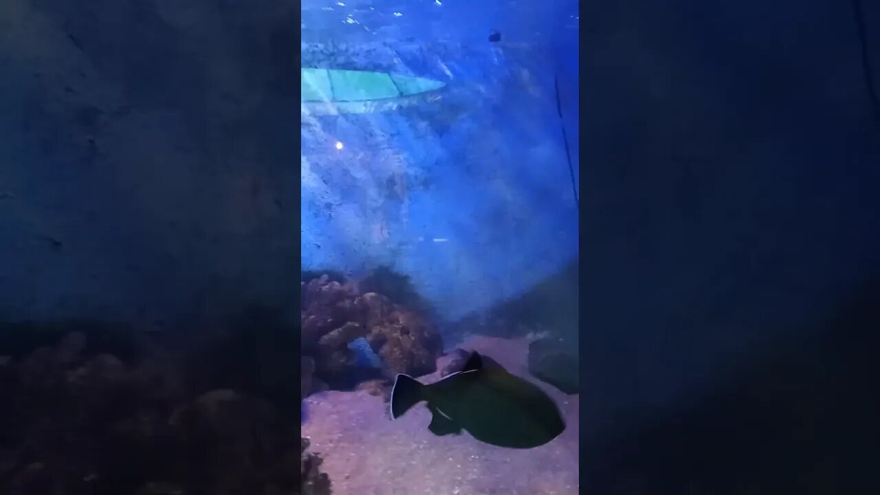 Seawater Fish
