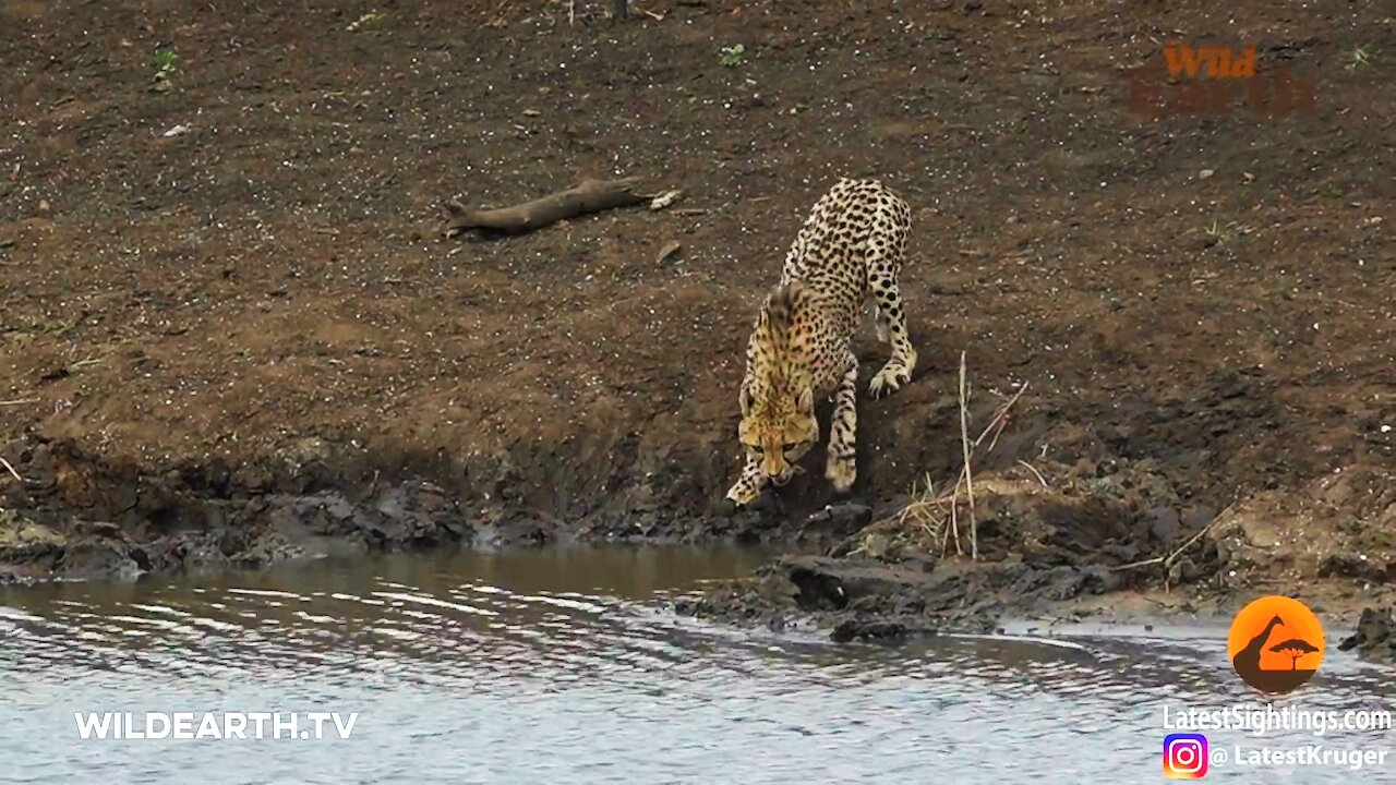 Crocodile Catches Cheetah 😮😮