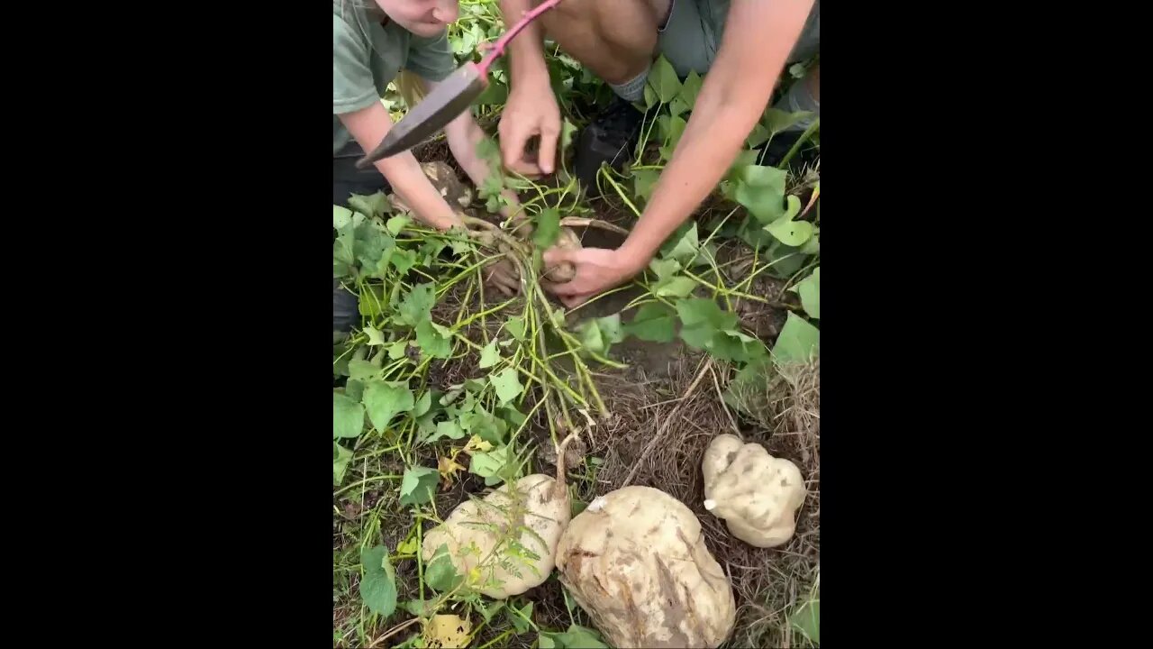 Check Out These Giant Sweet Potatoes!