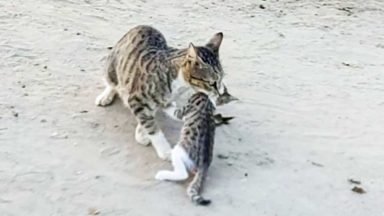 STRAY CAT SHIFTING KITTEN TO HER DEN KITTEN MEOWING LOUDY FOR MAMA CAT