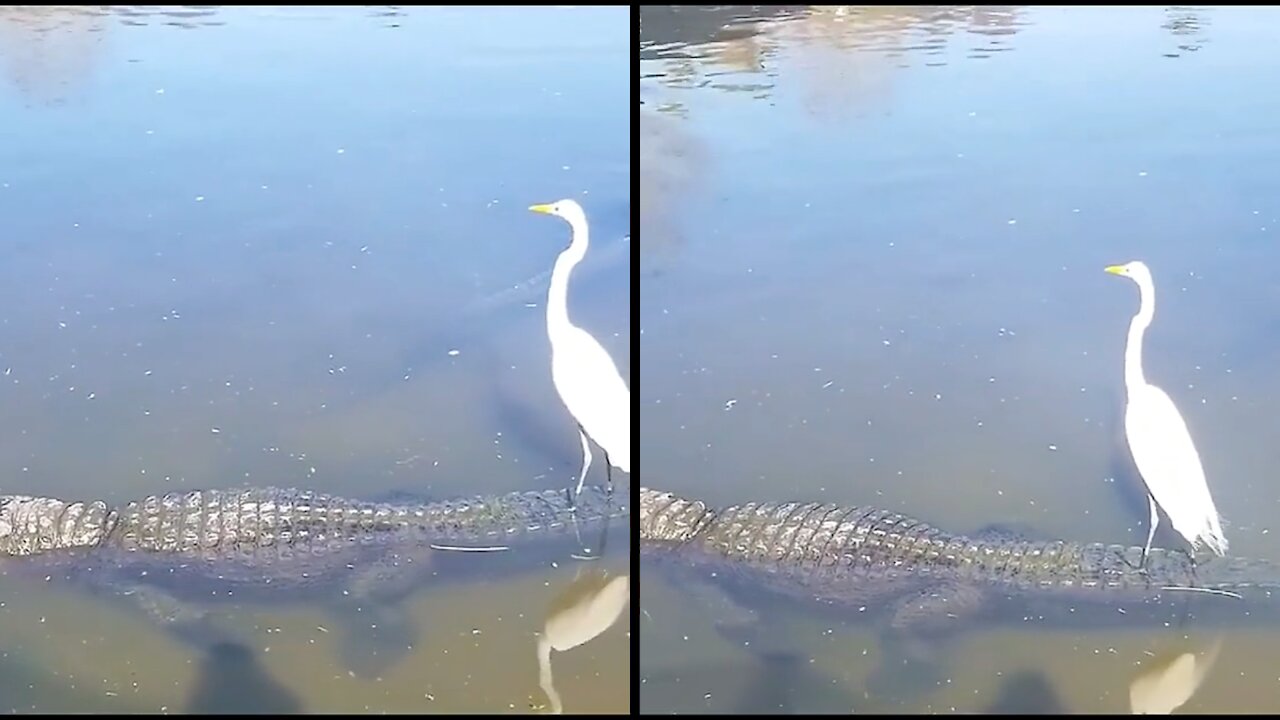 Heron sail over crocodile for free