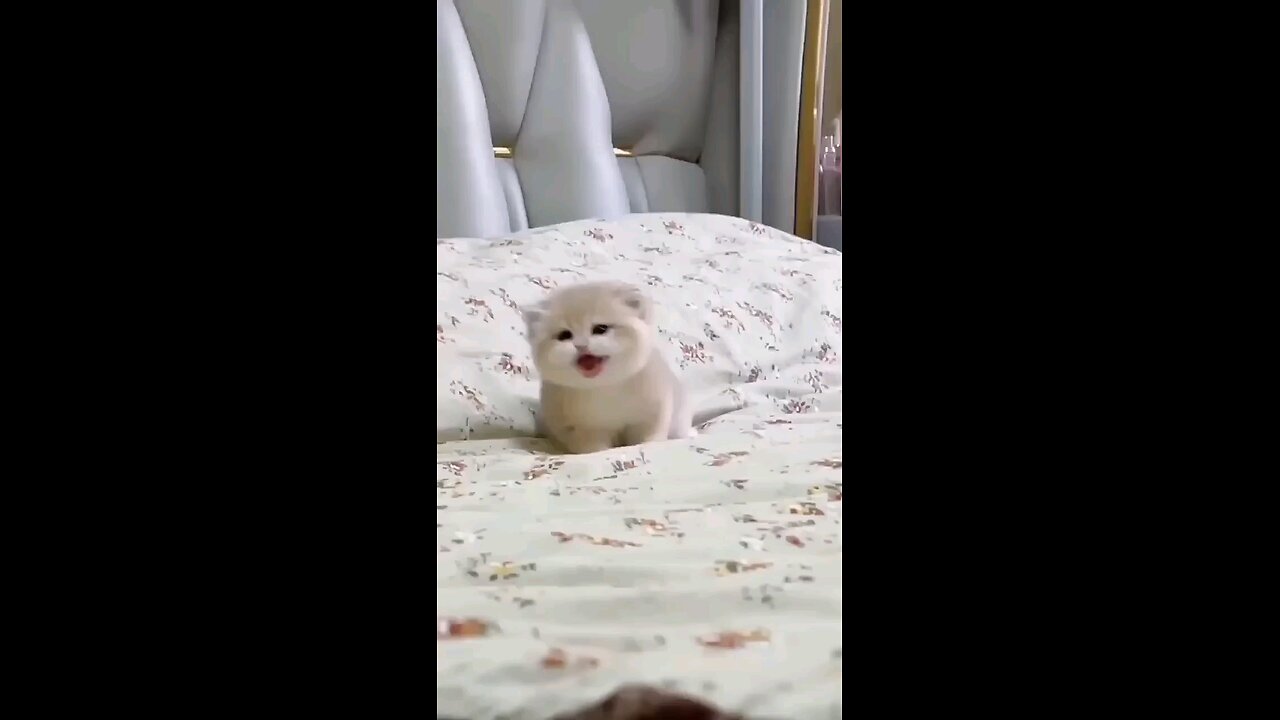 cute__baby_kitten__sound_New video💝💝💝