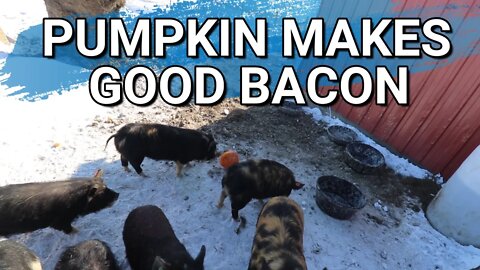 Cold Iowa Morning | Adding More Feed For The Idaho Pasture Pigs | More Light In The Barn