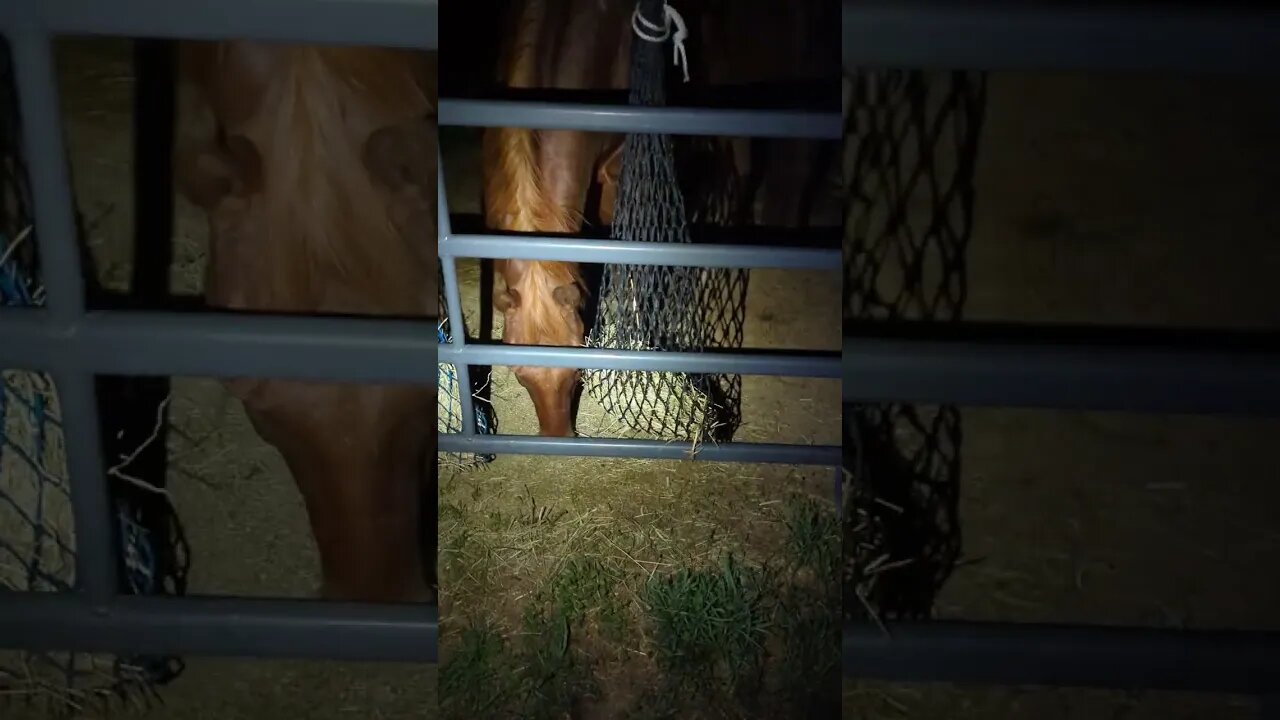 Sleeping w/ muh Horse Again, THIS IS ME 😲 Horse Watch 🐴