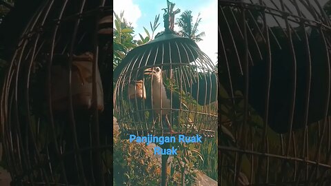 pancingan Ruak ruak