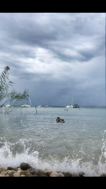 duck video||6004$ video||island video