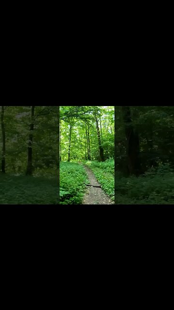 BANEASA Forest ride, Bucharest - Ilfov | 4k Virtual Tour | #shorts