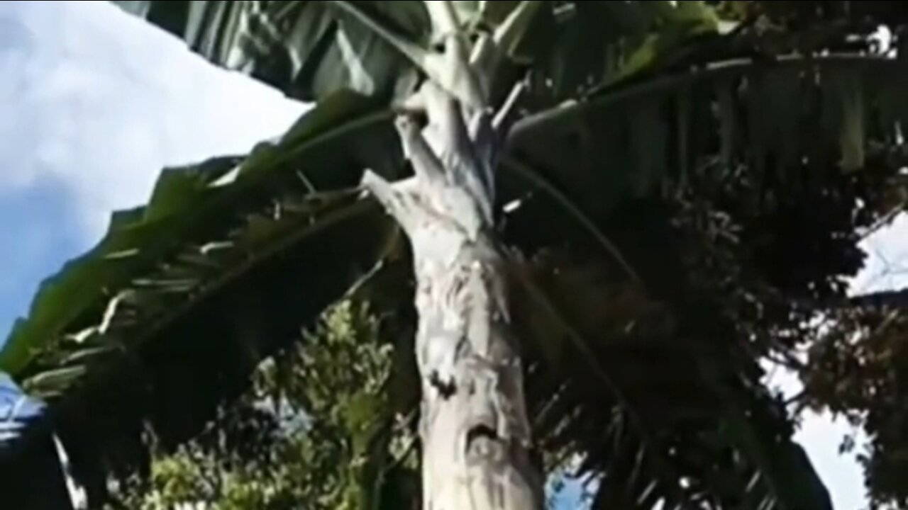 giant banana tree, the largest in the world