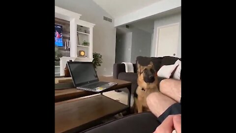 Fluffy German Shepherd Puppy getting scared after saw his human bark back at him.So funny😂