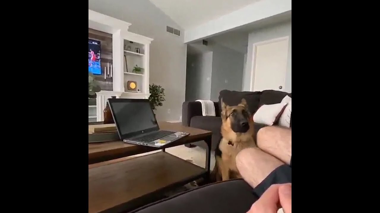 Fluffy German Shepherd Puppy getting scared after saw his human bark back at him.So funny😂