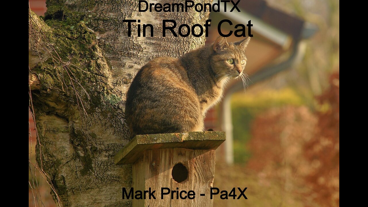 DreamPondTX/Mark Price - Tin Roof Cat (Pa4X at the Pond, PP)