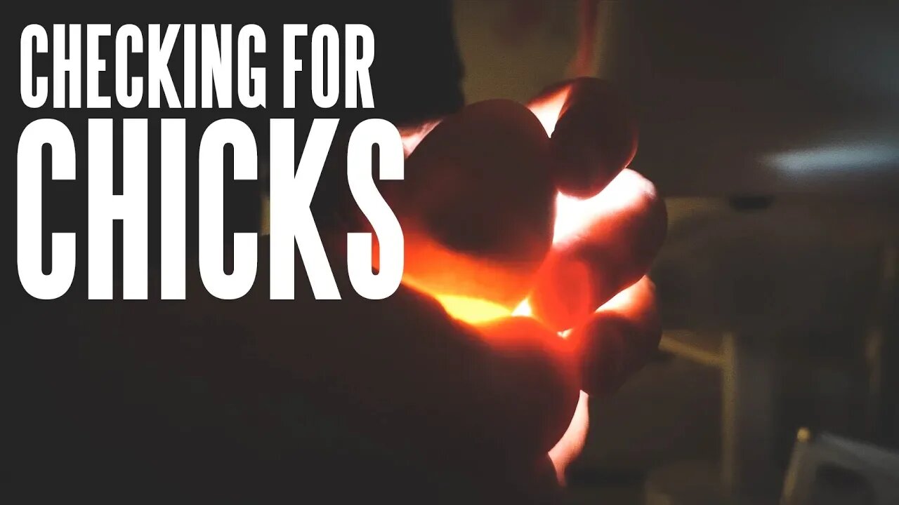 How To Candle An Egg - Looking For Chicks In Our Incubated Eggs