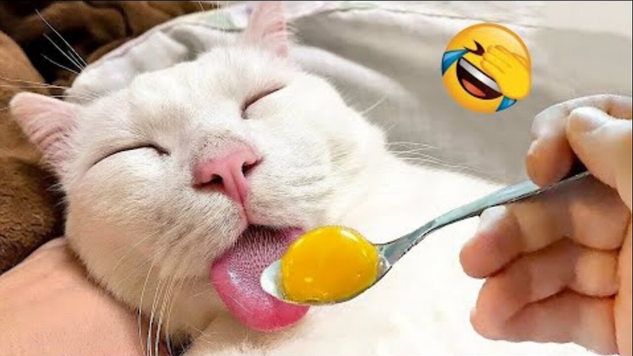 New Funny Animals 😂 Funniest Cats and Dogs Videos 😺🐶