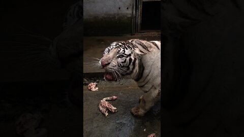 O tigre de Bengala branco é muito feroz 😲