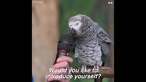 Funny Talking Parrot 2021