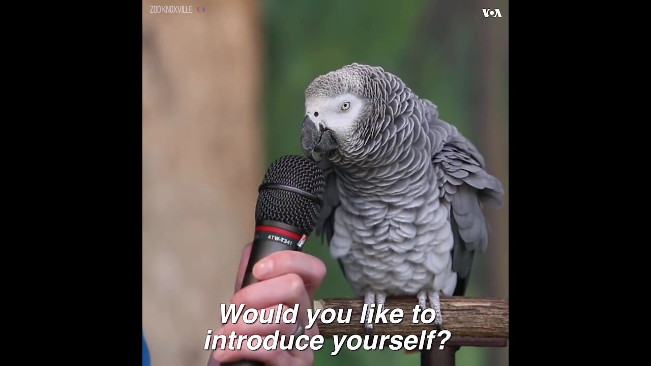 Funny Talking Parrot 2021