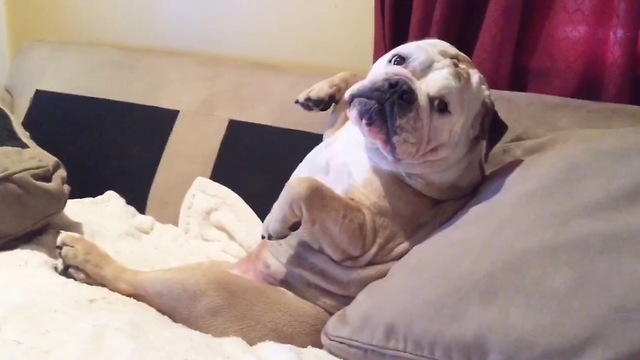 Bulldog hates being serenaded, growls in protest