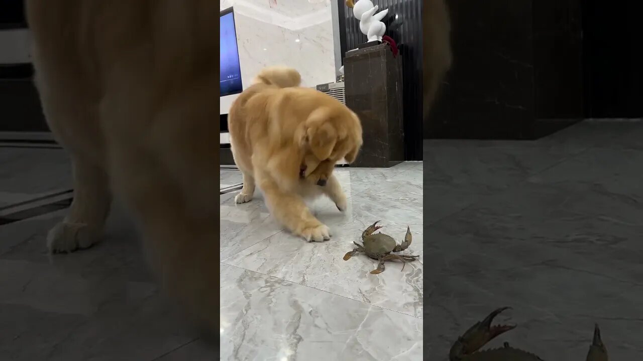 The busy master Jin is cooking dinner#pet #dog #goldenretriever shorts #trending