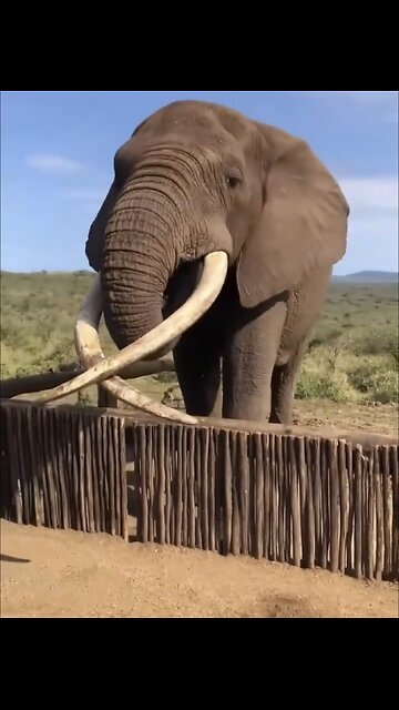 THE LARGEST AFRICAN ELEPHANT IN THE WORLD🌳🪣💧🐘💫