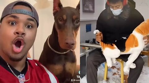 Funniest Tiktok Doberman compilation 2022 - Suavexavier - Knox