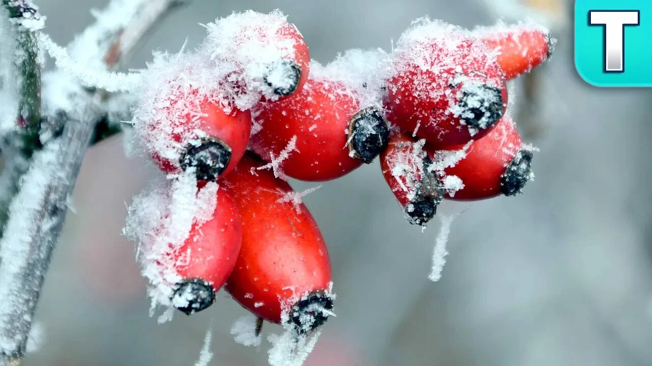 10 Fruits that Grow in Winter Ep. 17 | Top 10 Fruits You've Never Heard Of