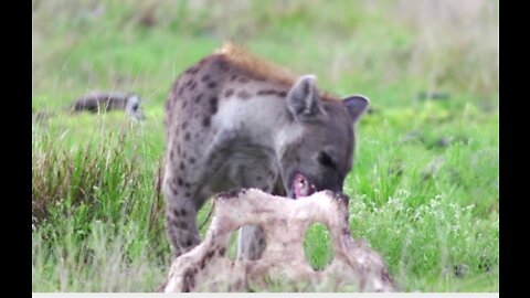Funny animal and animal planet love story video!