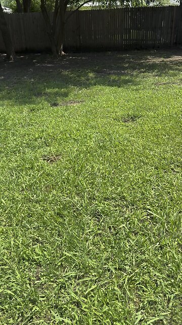 Brandy, Our Dog, Playing in the Yard