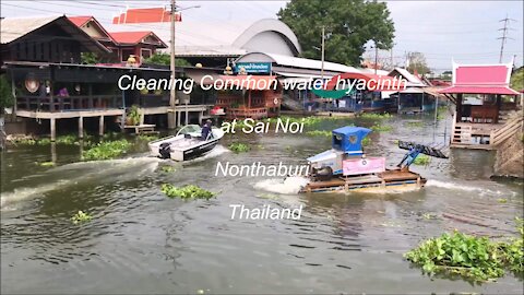 Cleaning Common water hyacinth at Sai Noi in Nonthaburi, Thailand