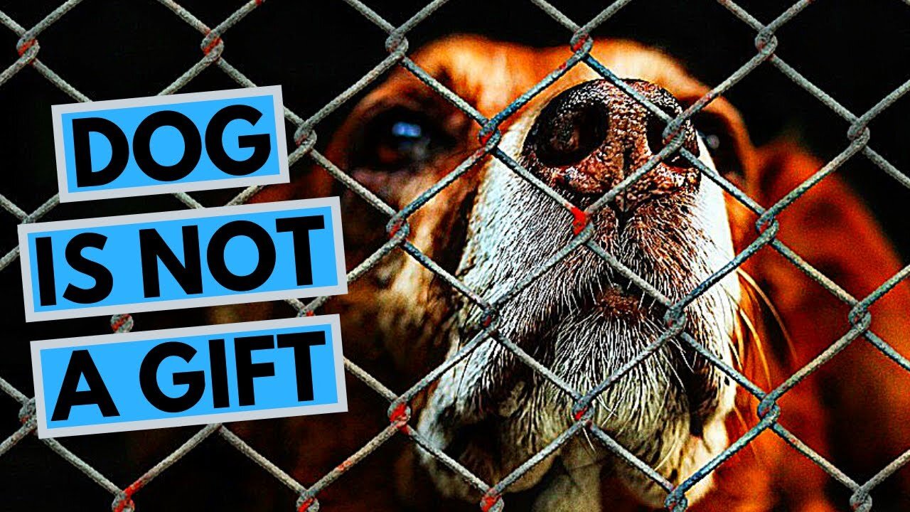 Dog is not a Gift - It is a Commitment and Big Responsibility