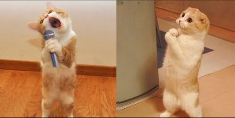 🐈Cat Singing For His Favourite Food 🍗🍖