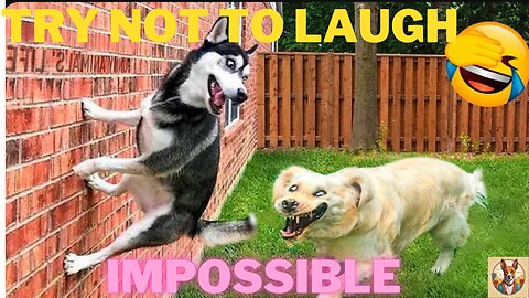 Try Not To Laugh Dogs And Cats 2023 impossible