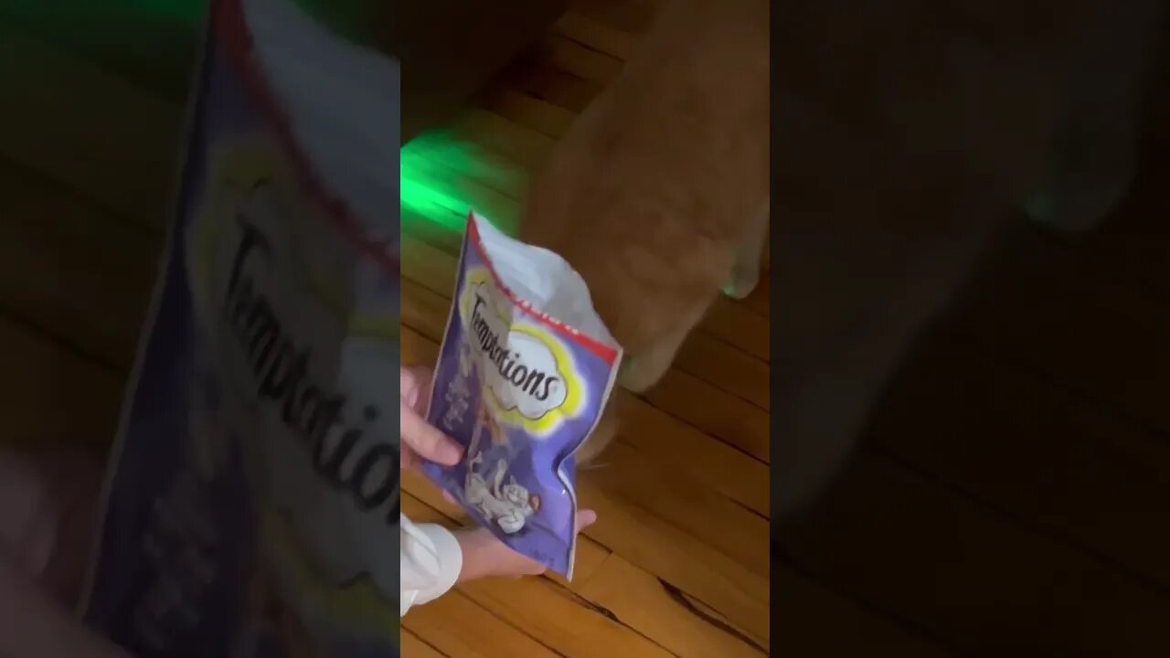 Feeding our Cat by Hand