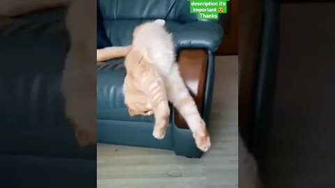 cute cat videos 😹 funny videos 😂 1141 😻 #shorts