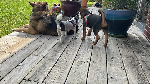 Foster Buck butting Daphne 10/2022