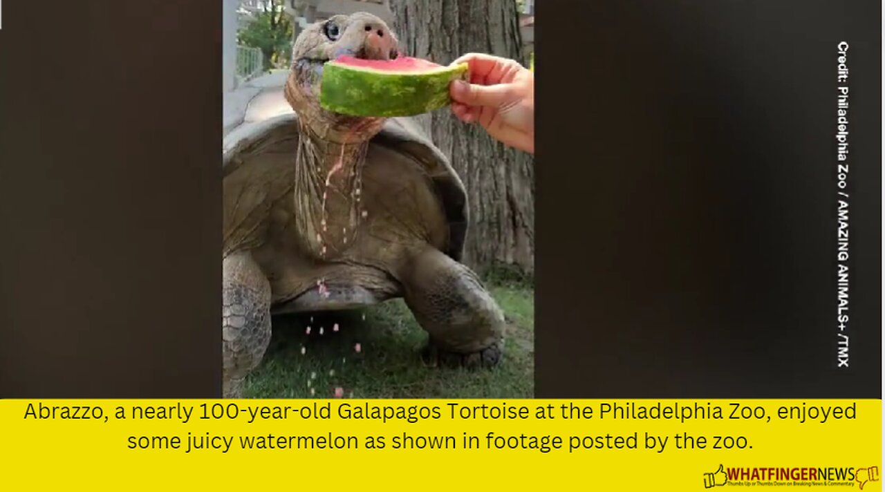 Abrazzo, a nearly 100-year-old Galapagos Tortoise at the Philadelphia Zoo