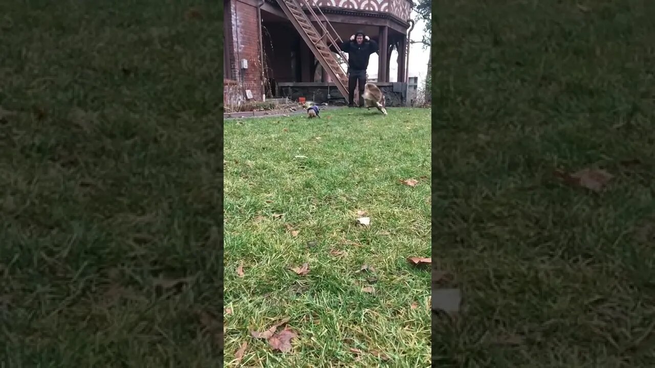 A chihuahua runs for his life