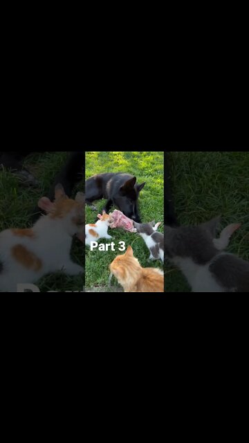 More Cats Now. What Will Ragnar Do? #shorts #rawfood #dogs&cats