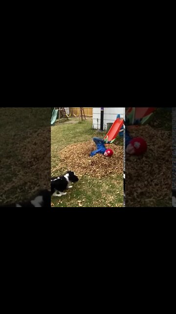Son's Leaf Pile Dive- Puppy Attacks Boy- Fall Fun