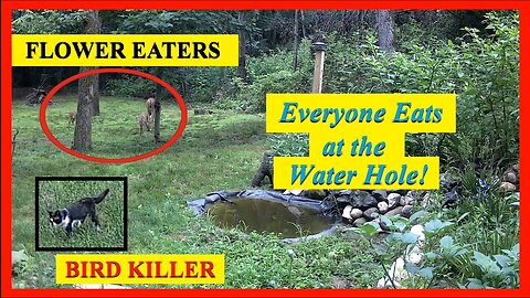 Killer cat at the water hole!
