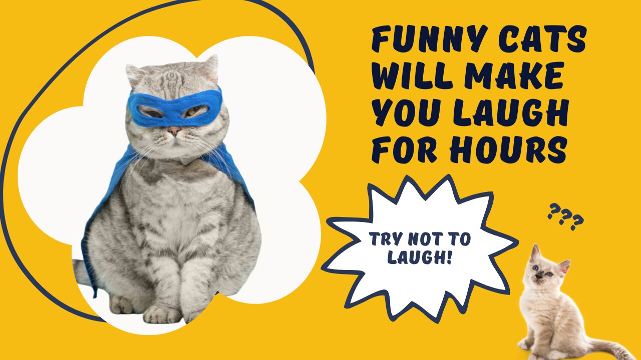 Funny Cats Will Make You Laugh For Hours