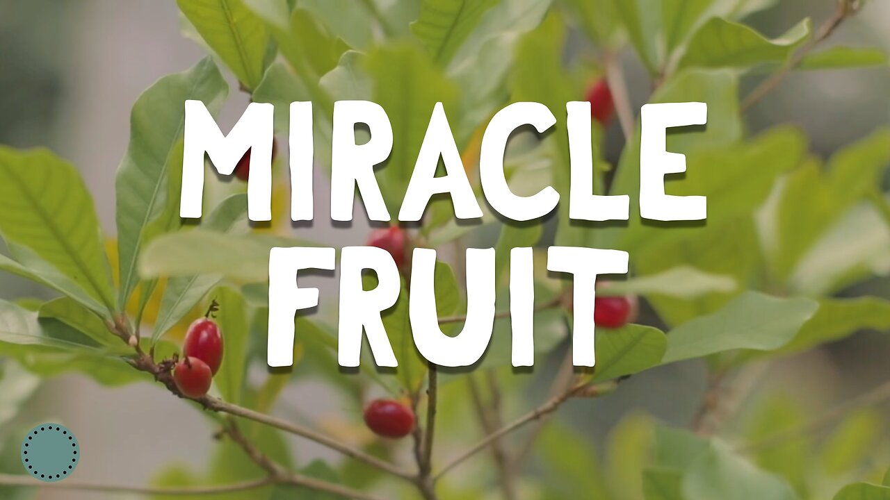 How to Grow ~ Miracle Fruit (Synsepalum dulcificum)