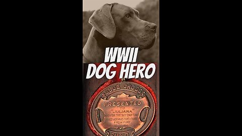 WWII's Bravest Dog, Juliana !!
