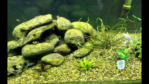 New Aquatic Plants