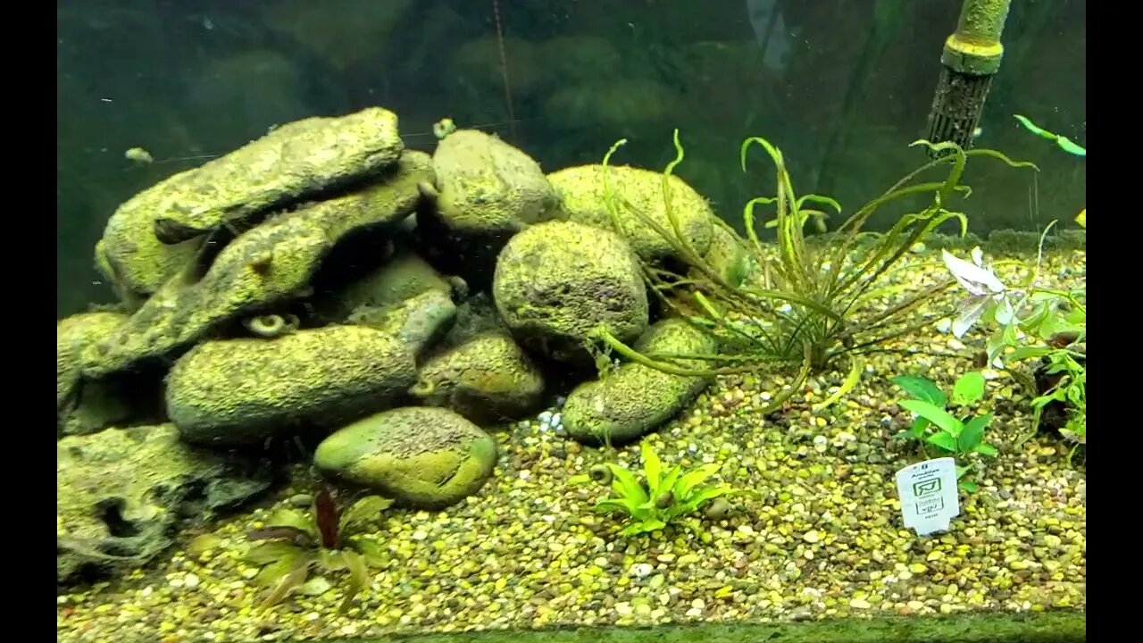 New Aquatic Plants