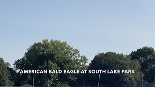 American Bald Eagle At South Lake Park