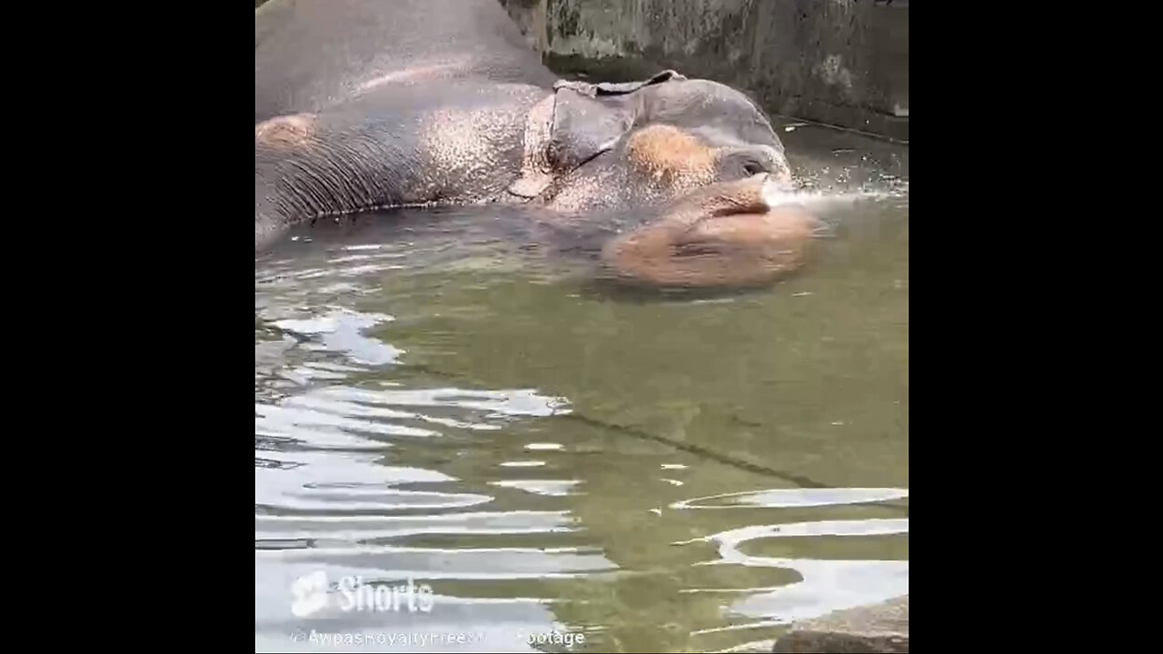 Cute Elephant blowing water from trunk! Cool