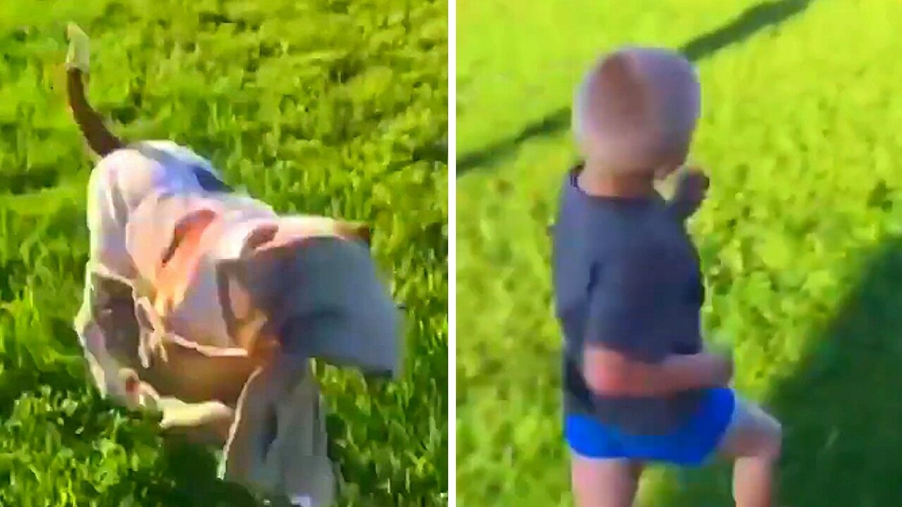 Child running after the dog that is running away with a cloth