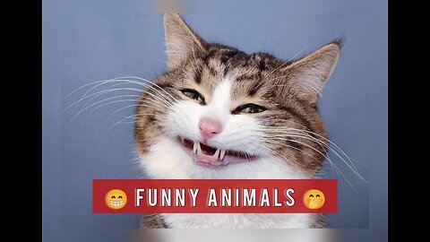 Funny Animals videos