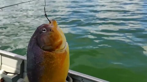 PESCANDO AS TEMIDAS PIRANHAS DO RIO SÃO FRANCISCO NA BARRAGEM DE TRÊS MARIAS MG / ALUGUEL DE RANCHO