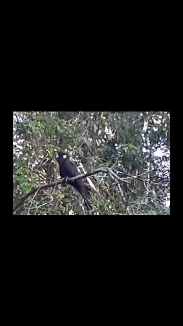 Yellow tailed black cockatoo scared my horses